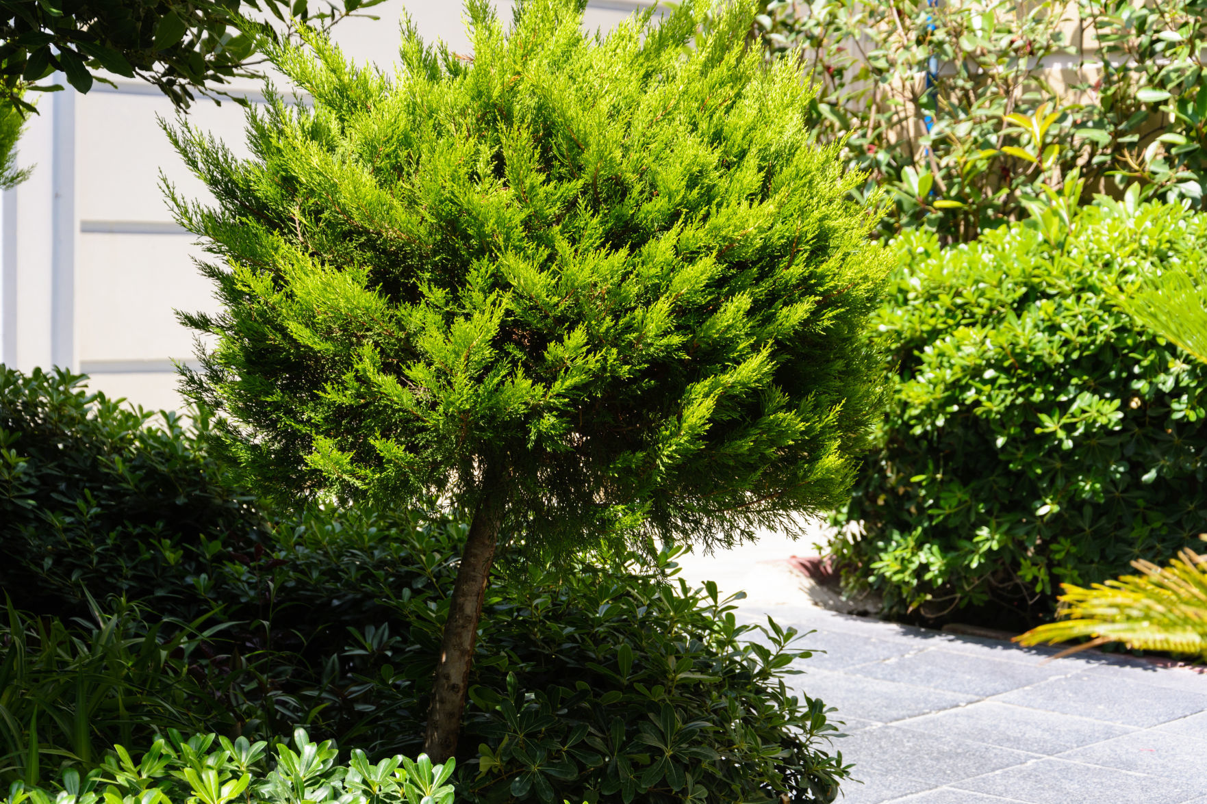 beautiful view of the Mediterranean garden with paved path, green bushes, cypress, bathed in sunlight